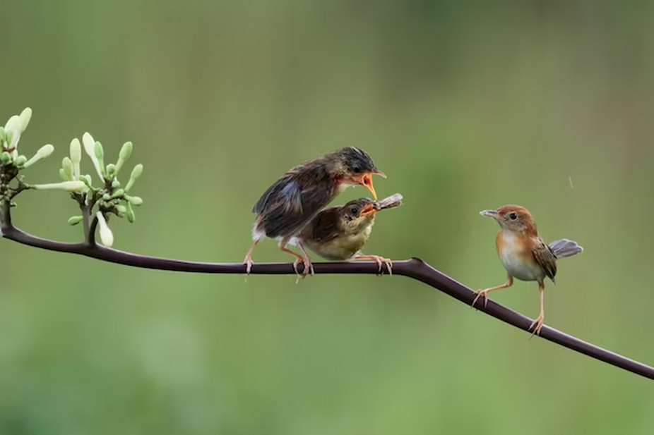 Photos of birds perched on a tree branch.