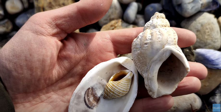 Hand holding various shells with many more shells in the background