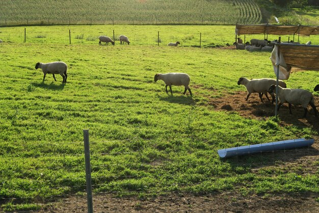 sheep on a Farm